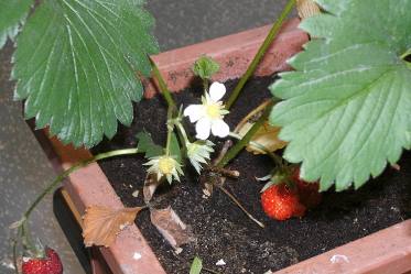 Blüten und Beeren