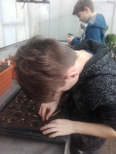 pikieren
