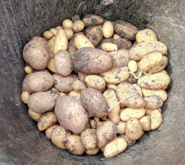 Kartoffelsorten